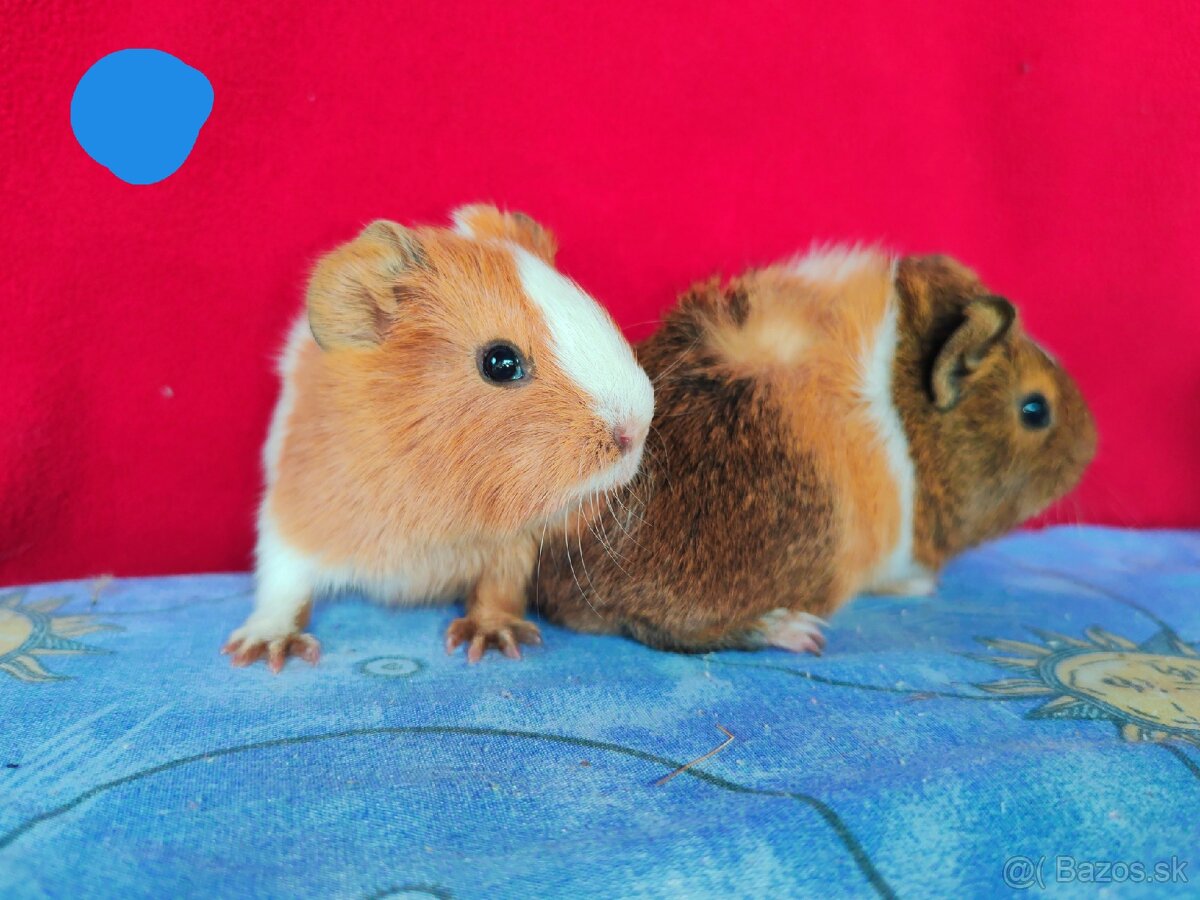 Morské prasiatka, morča, morčatá 🐹 - 2