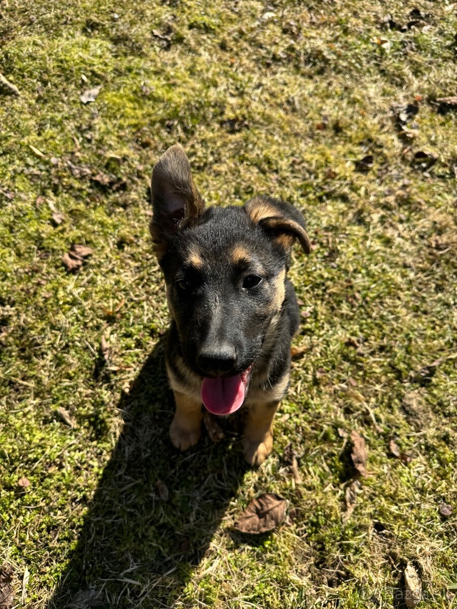 Nemecky ovčiak kríženec - 2