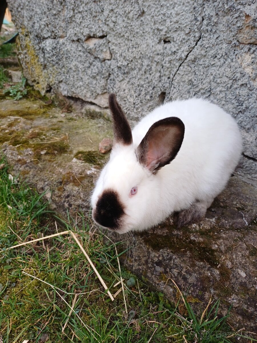 Kalifórnsky králik - 2