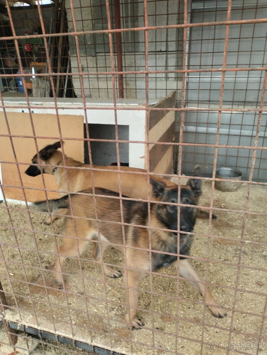 Belgický ovčiak - 2