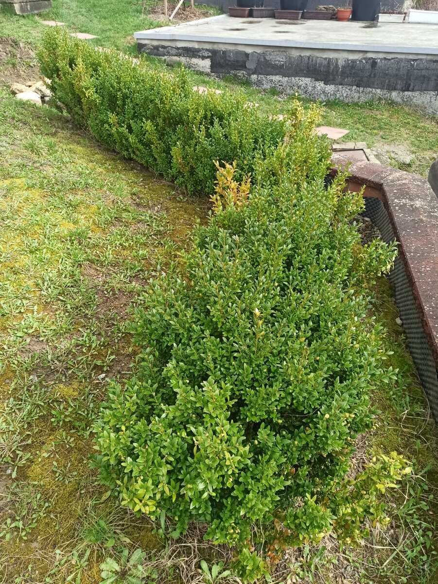 Predám kríky krušpánu vždyzeleného - 2