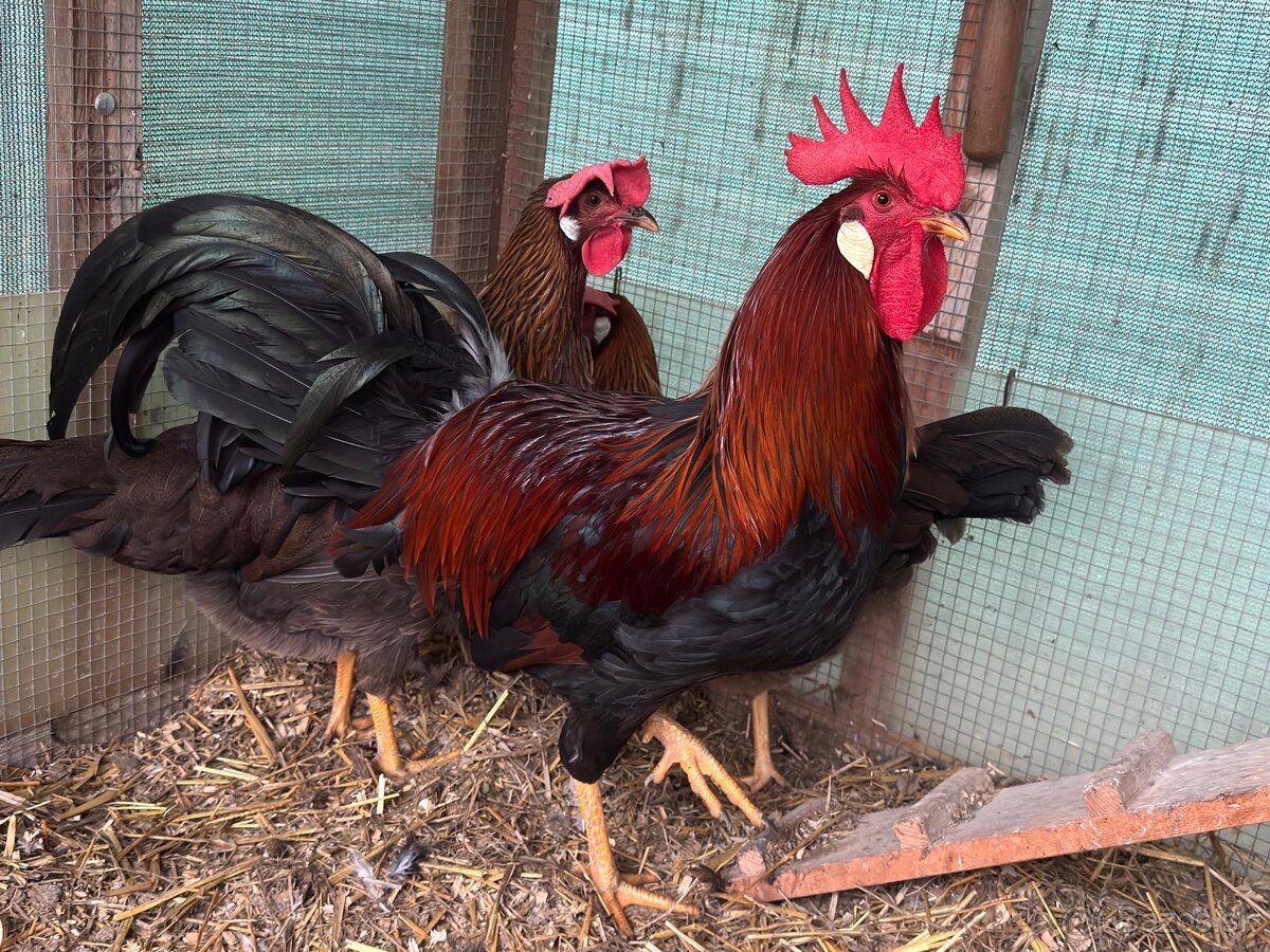 Vlaška jarabičia - 2