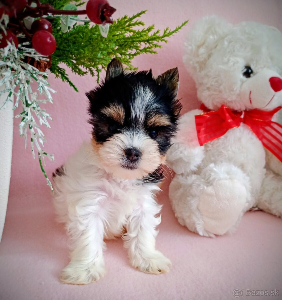 Yorkshir teriér biewer mini fenočka - 2