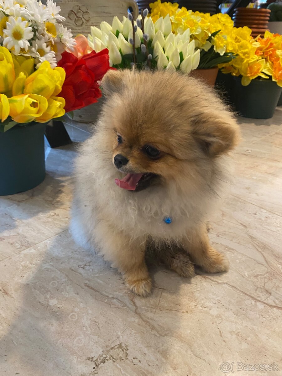 Pomeranian Fci s PP - 2