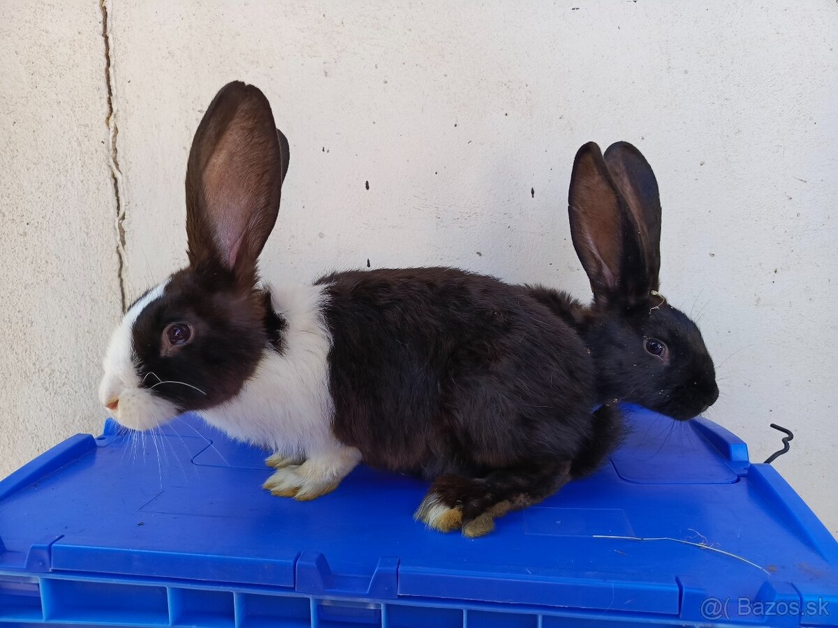 Šarišský Obrovitý x Belgický obor - 2