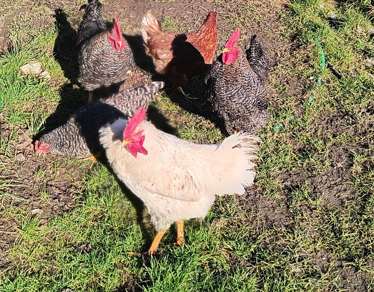 Predám kohútiky - 2