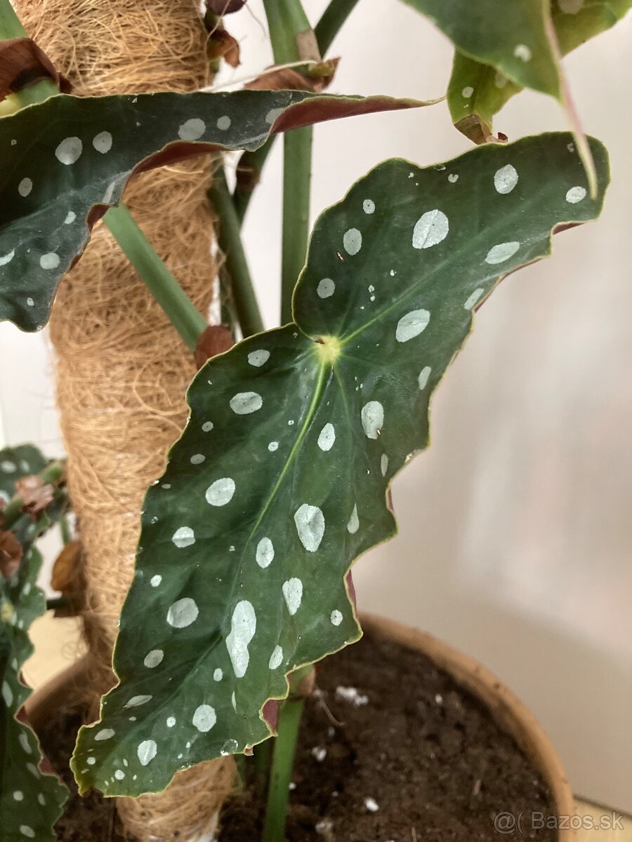 Begonia maculata/škvrnitá/bodkovaná - 2