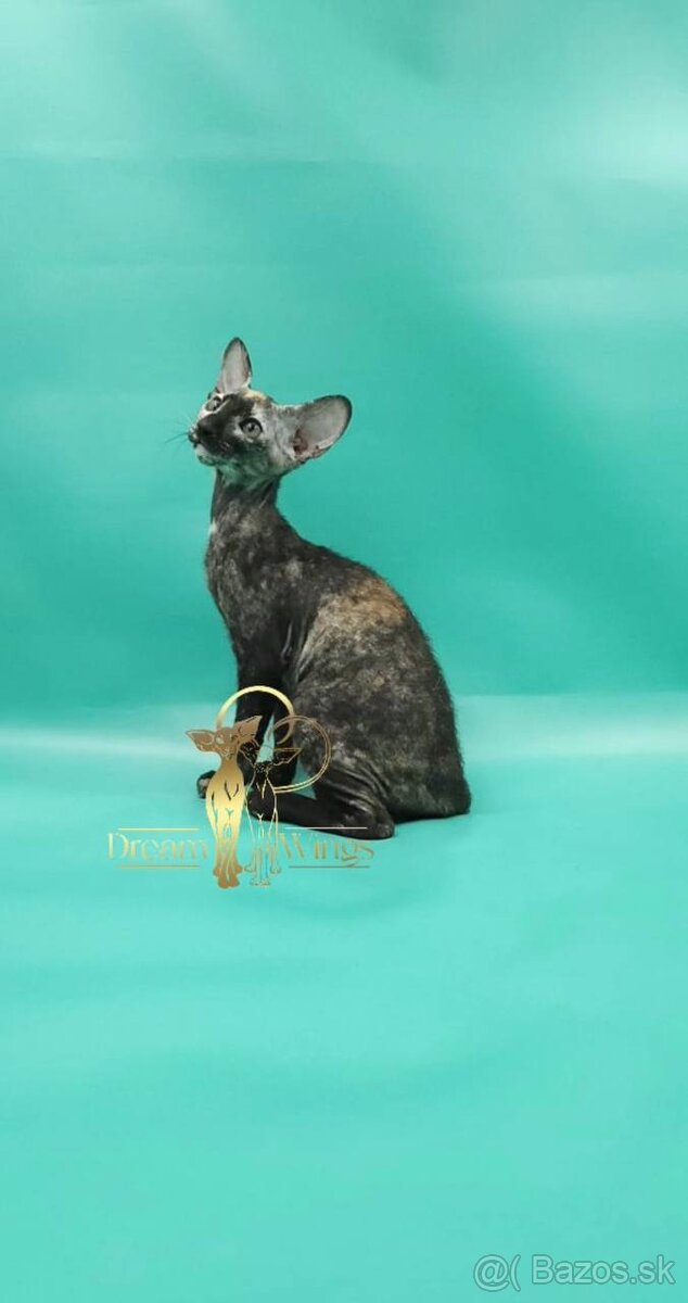 Mačiatko peterbald PP Queen - 2