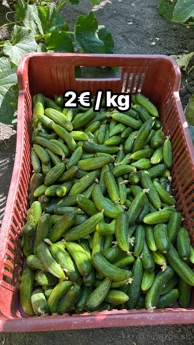 Uhorky nakladačky - 2