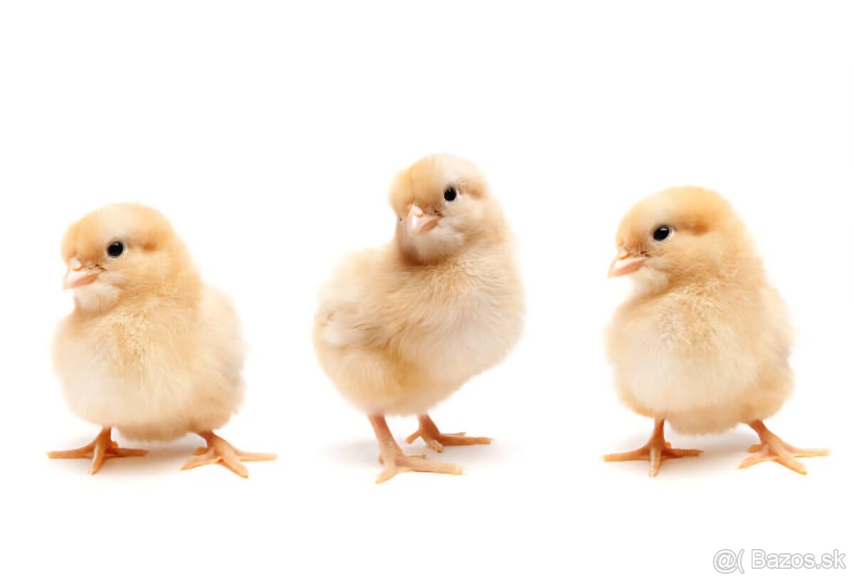 Predám-Domáce, čerstvo očistené brojlere JANUAR 2026 - 2