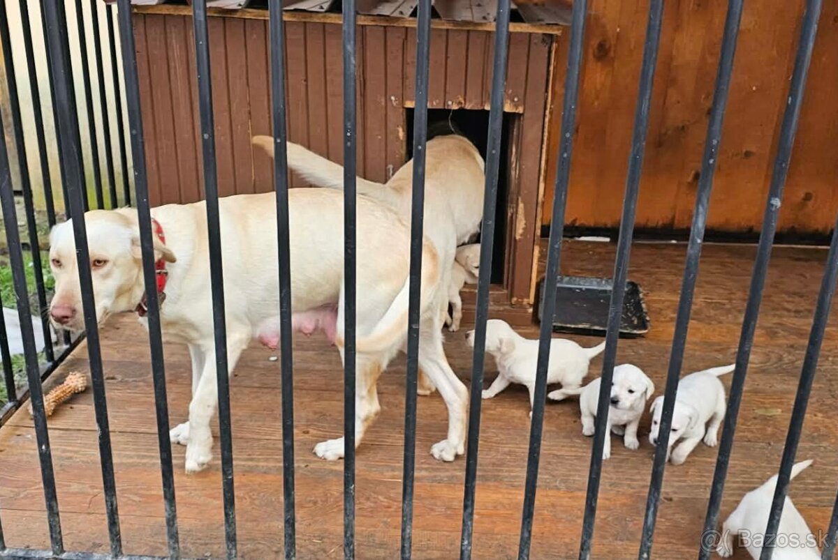 Labrador šteniatka - 2