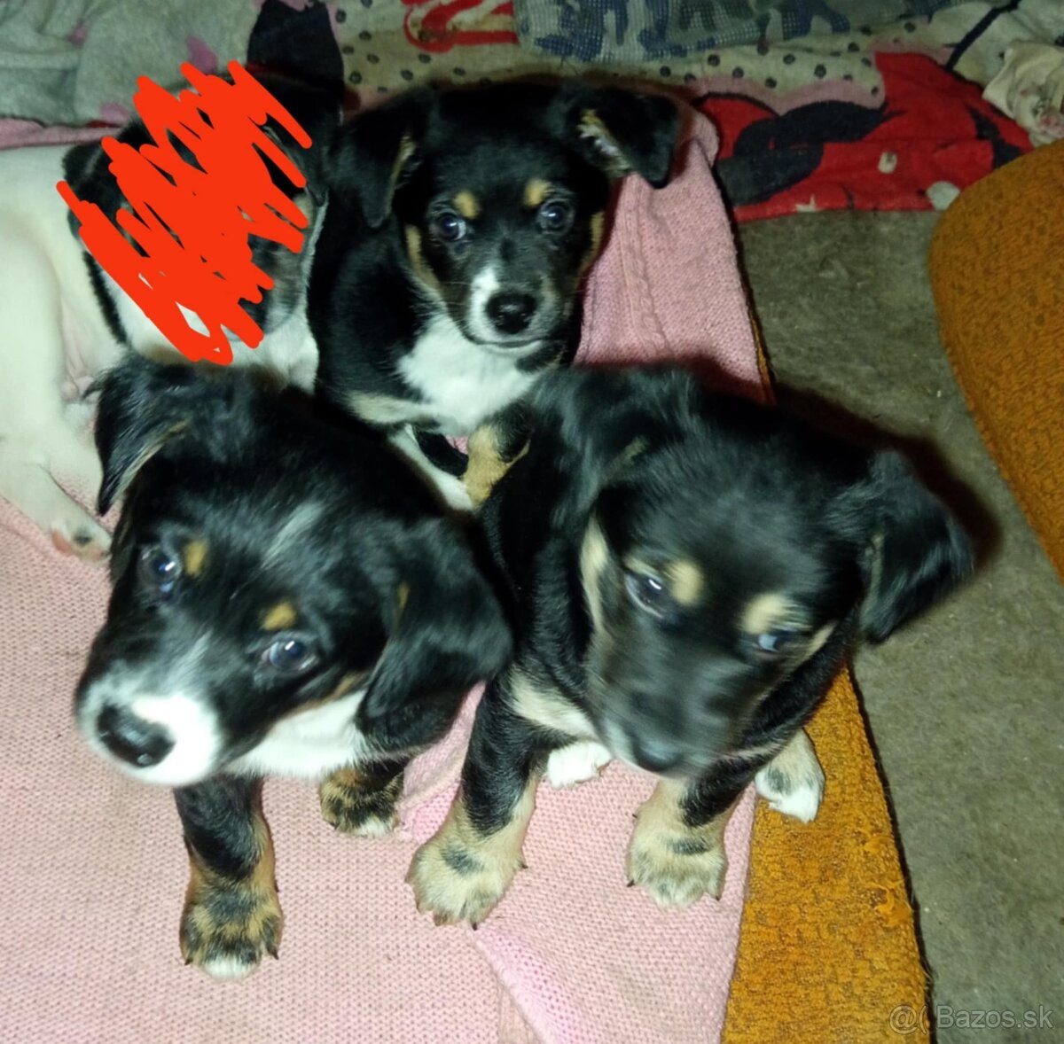 Darujem 3 zlatunke fenky - 2