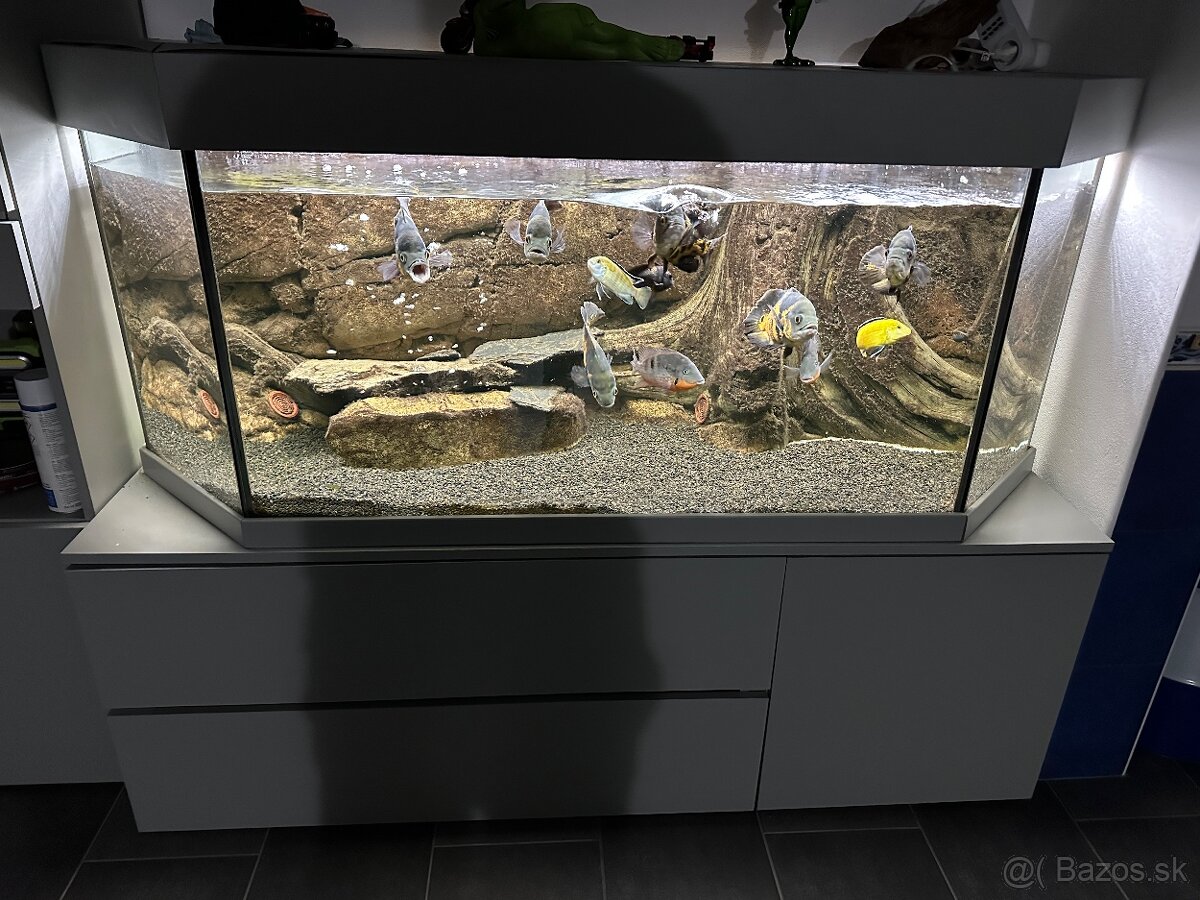 Predam komplet akvarium z rybami - 2