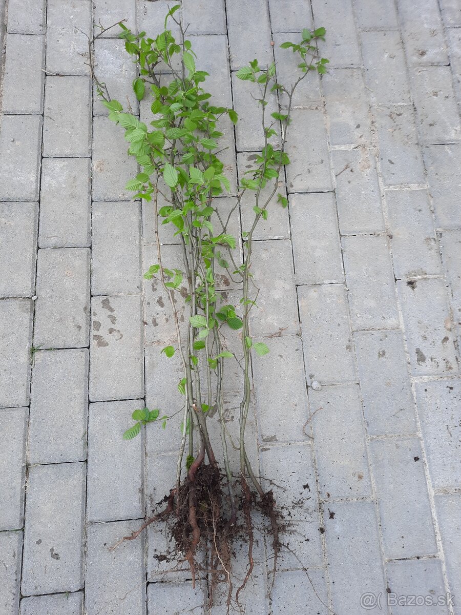 Hrab obyčajný a hrab bonsaj - 2