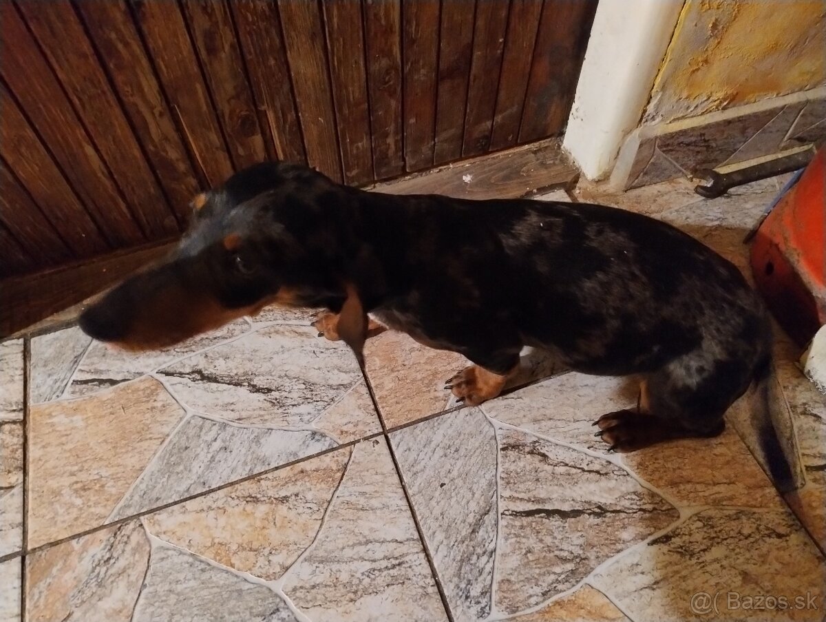 Merle jazvečík - 2