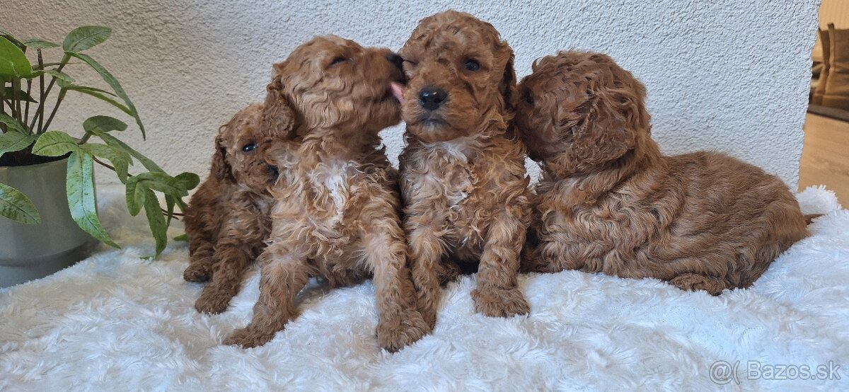 Trpaslíči pudel pudlik - 2