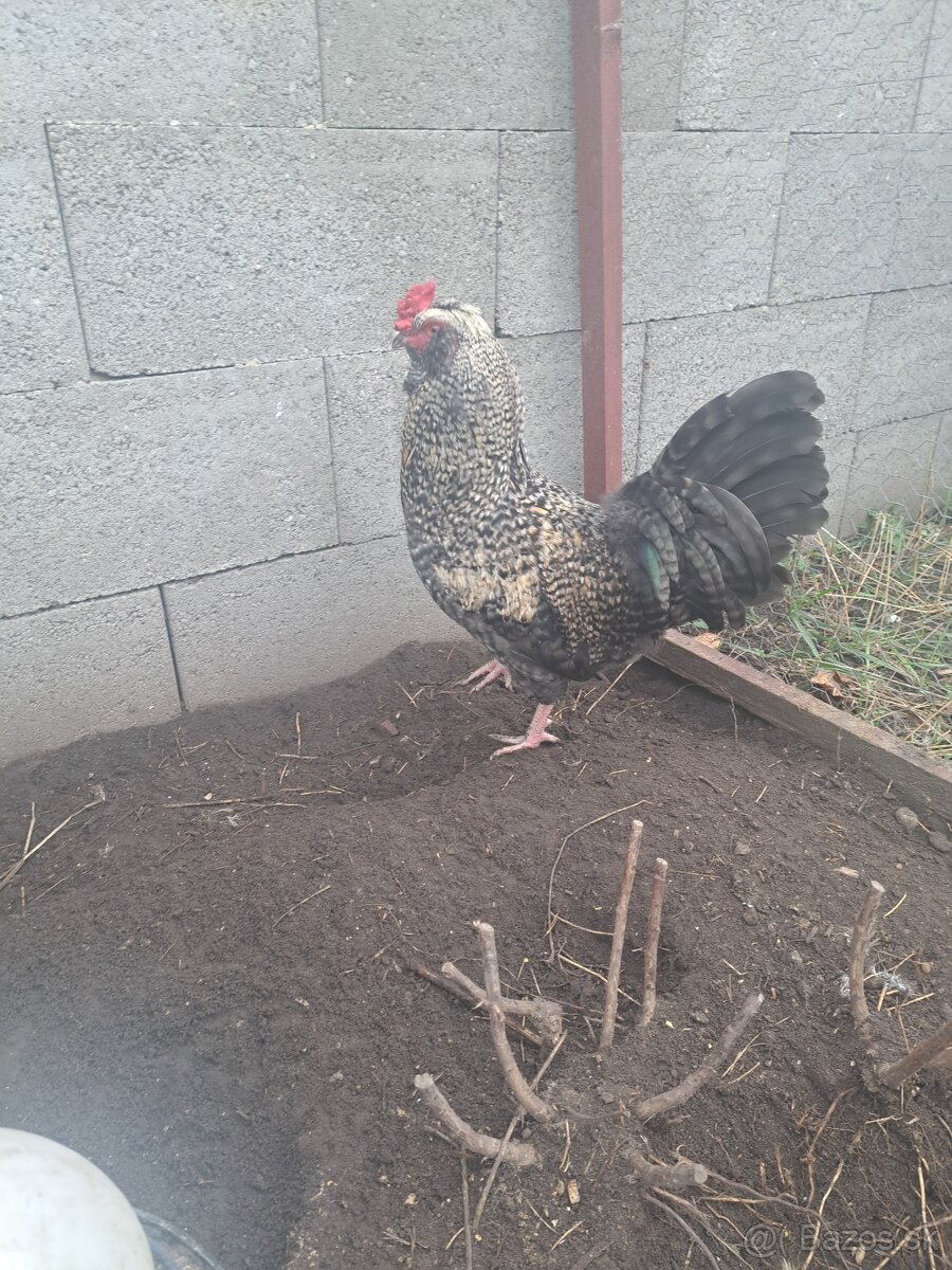 Predám dvoch kohútov - 2