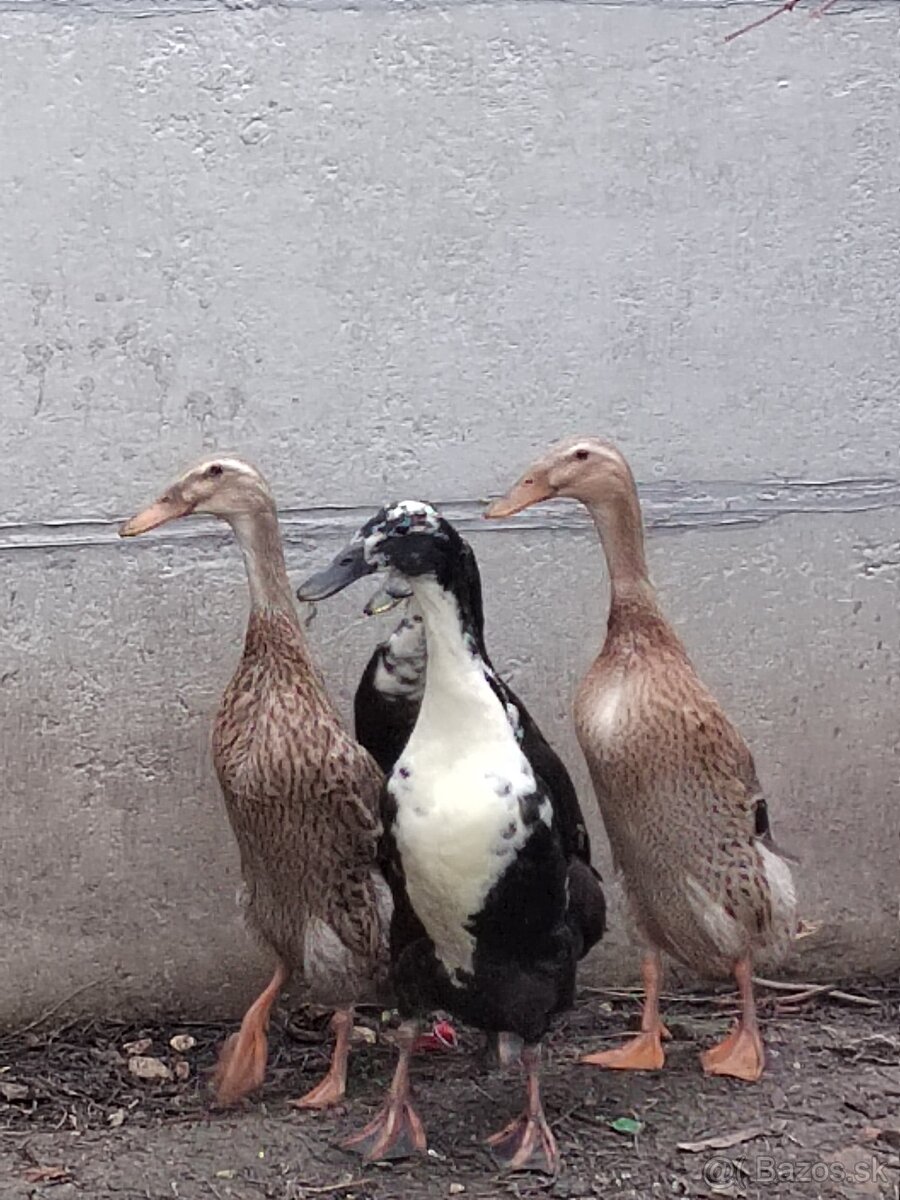 Predám kačky, indický bežec. - 2