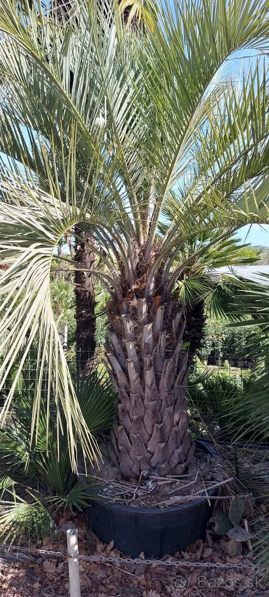 Palmy, cykasy,olivovníky - 2