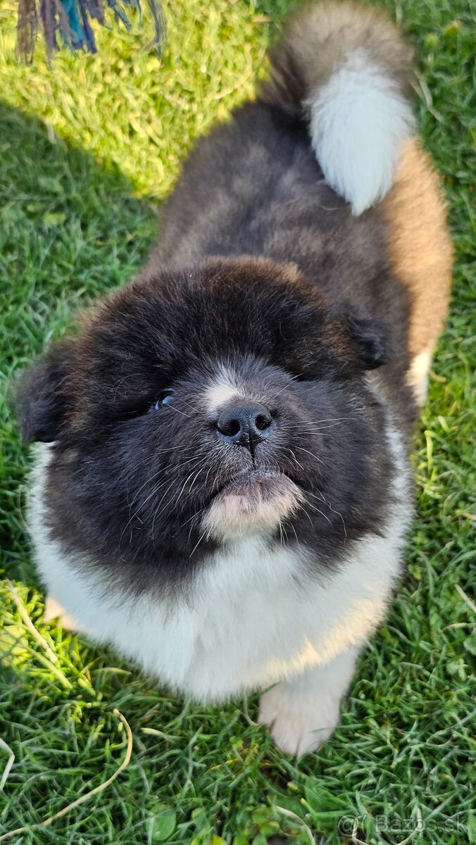 Americká akita s pp - 2