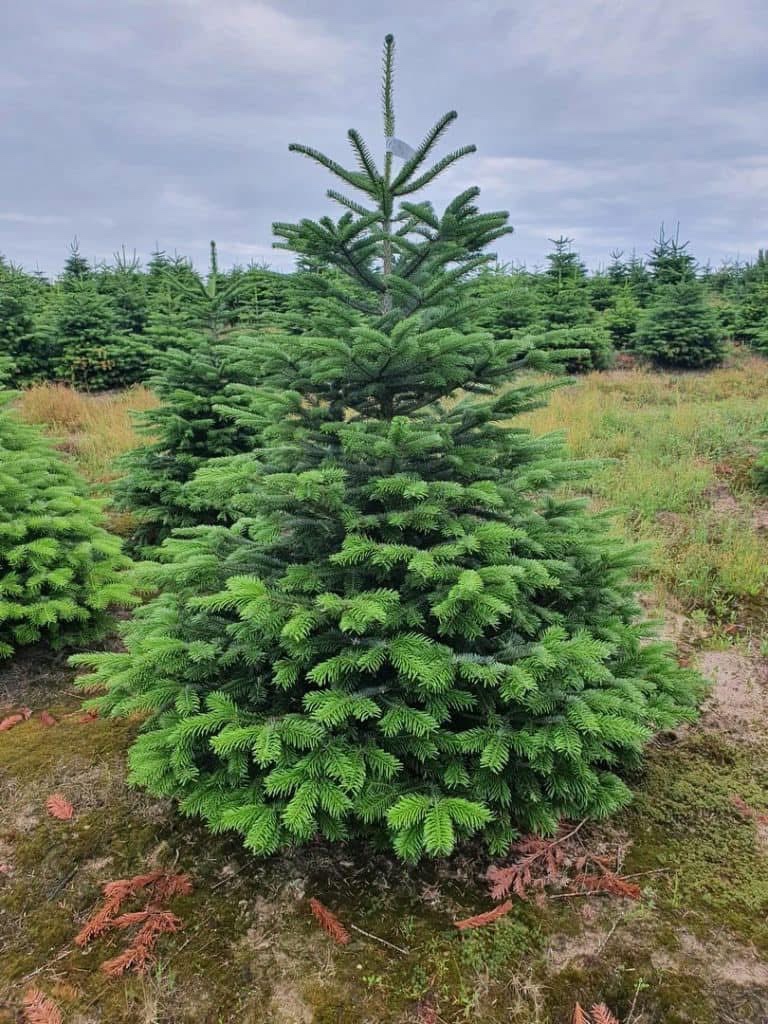 Vianočné stromčeky 200cm/30€ - 2