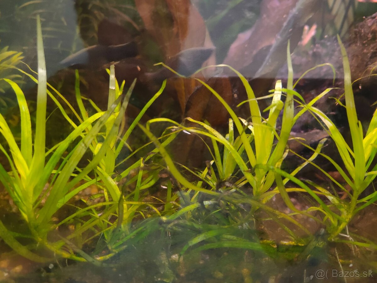 RASTLINY Z AKVARIA3 - 2