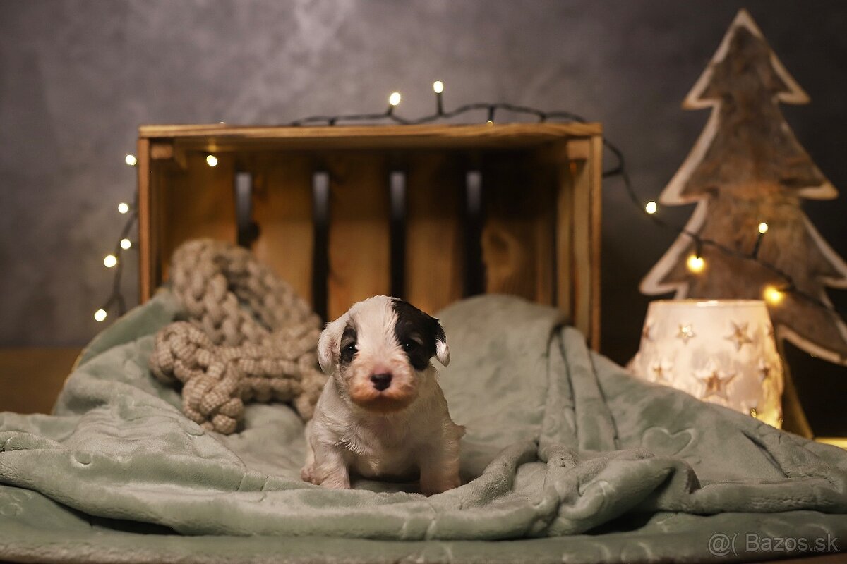 Sealyham Terrier šteniatka s PP - 2