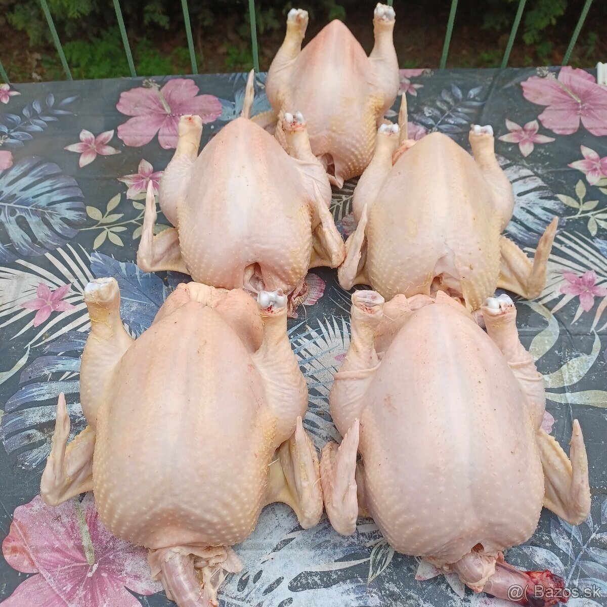 Predám očistené domáce kurence - 2