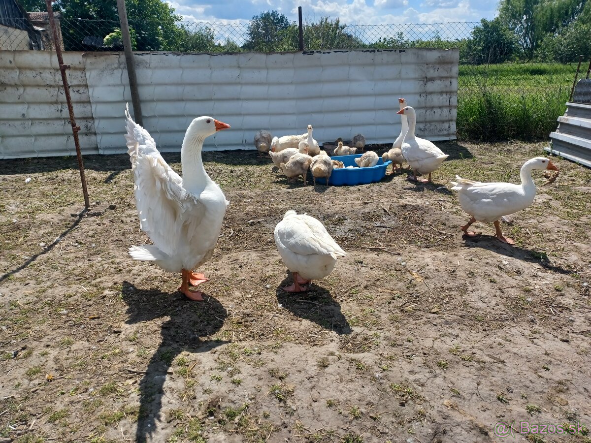 Husí slovenské biele a Chomogor - 2