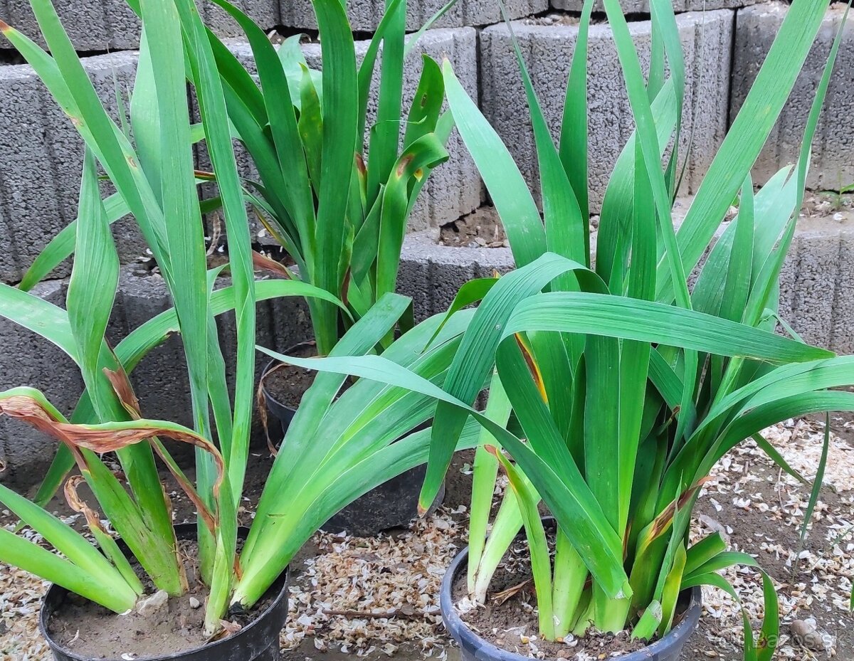 Sadenice Iris / Kosatec dvojfarebný - 2