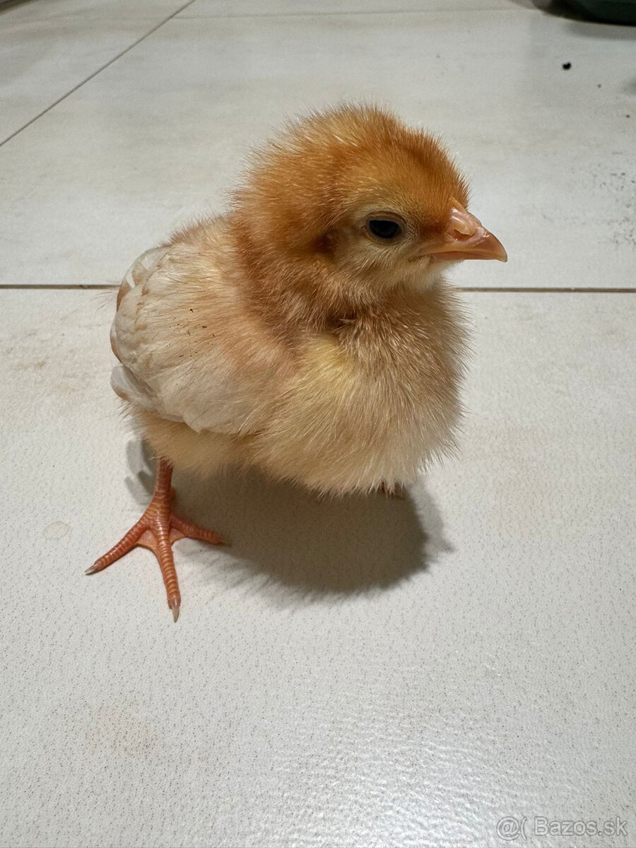 Sliepky - kuriatka - 2