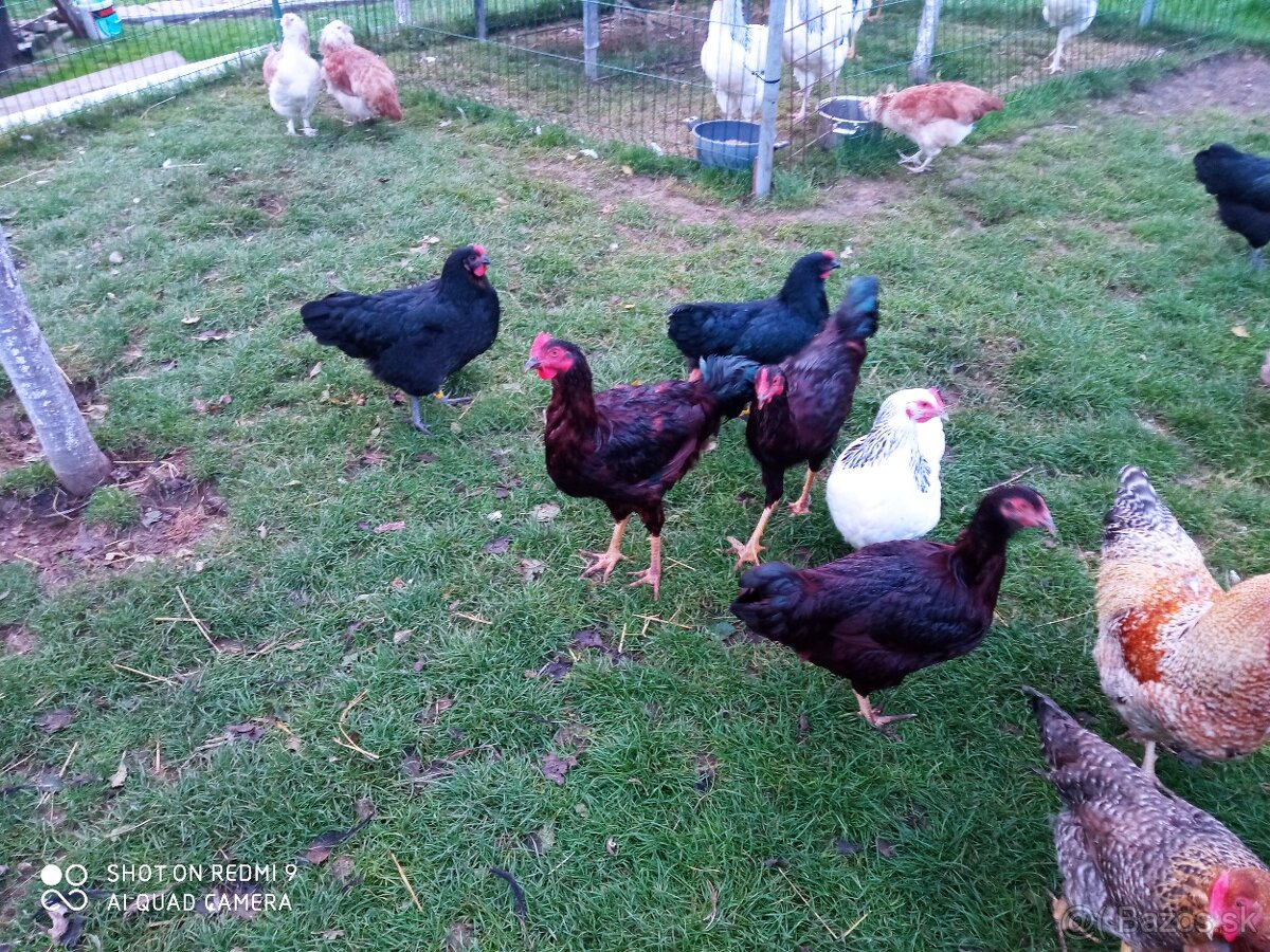 Predám kohútov - 2