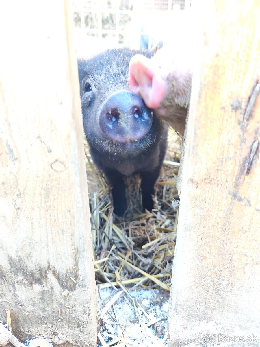 Vietnamské prasiatka - 2