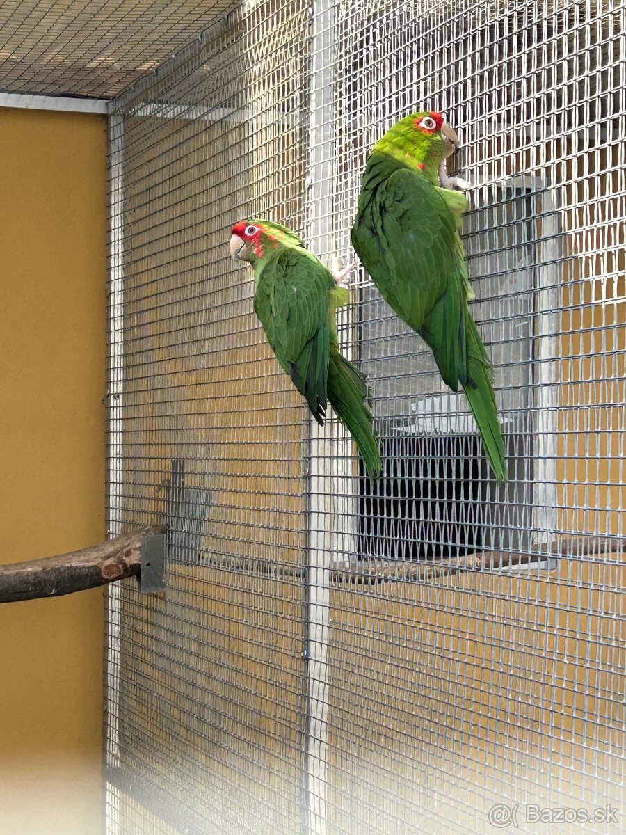 Aratinga červenolíca - 2