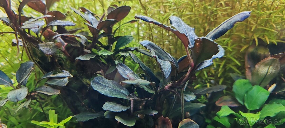 Akvarijné rastliny - 2