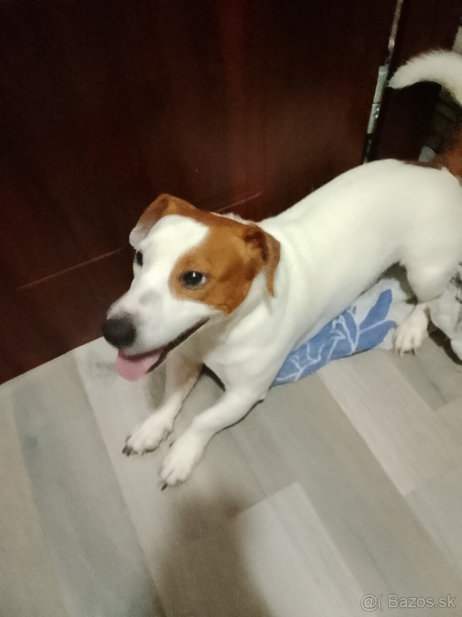 Darujem Jack Russell teriéra - 2