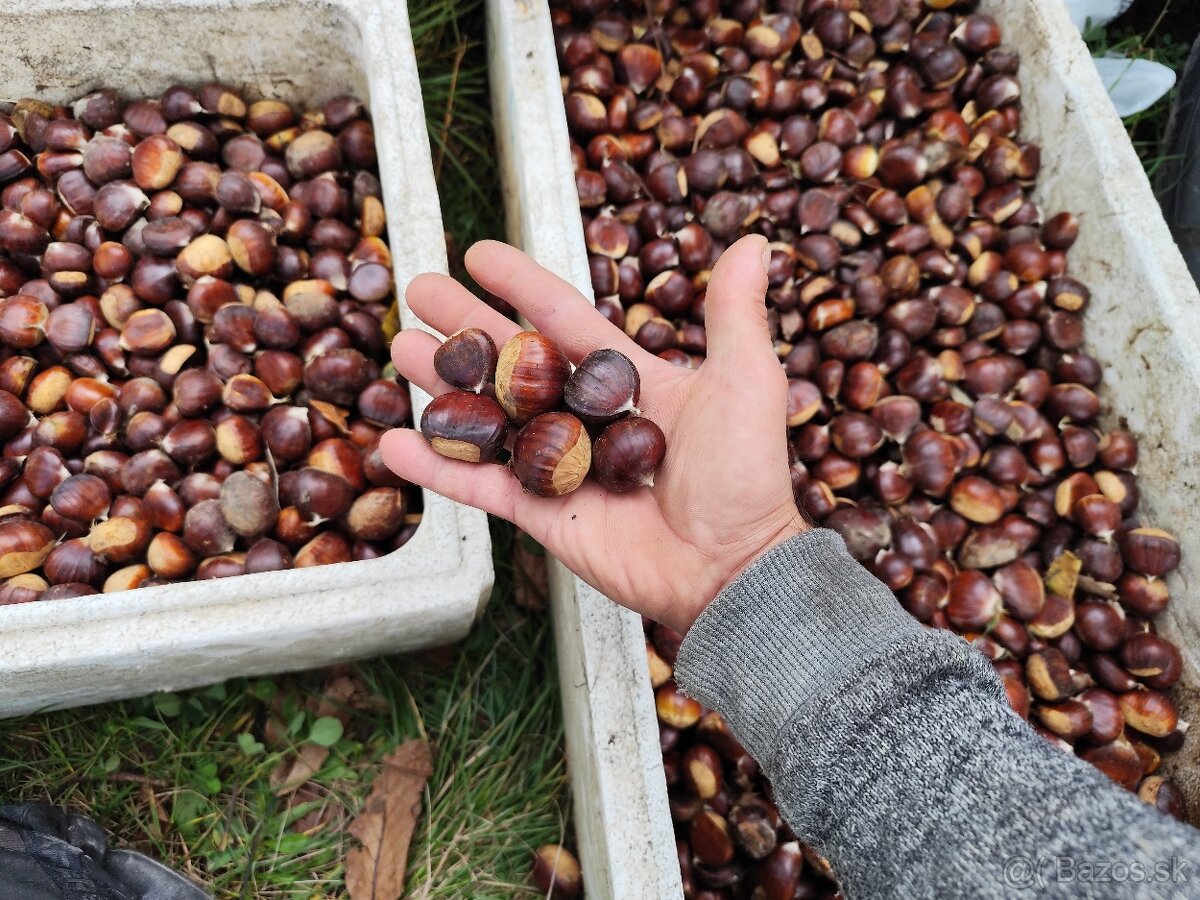 Jedlé gaštany - 2
