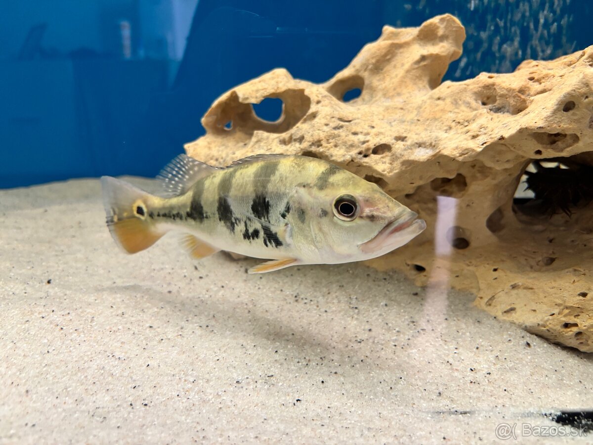 Predám Peacock Bass - 2