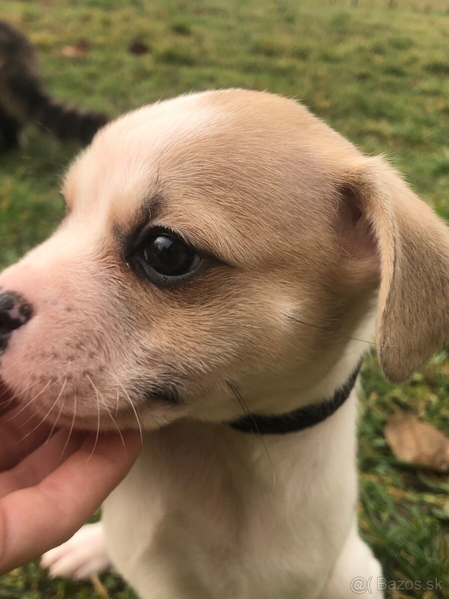 Darujem šteniatko - 2