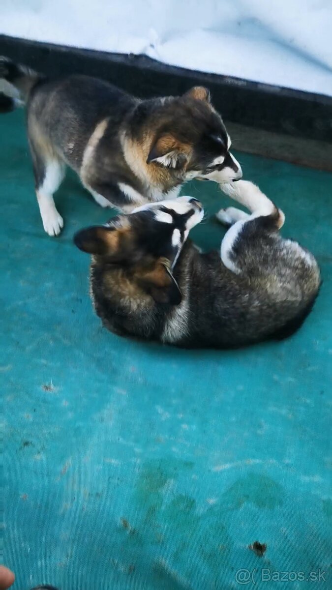 Šteniatka krížence - 2