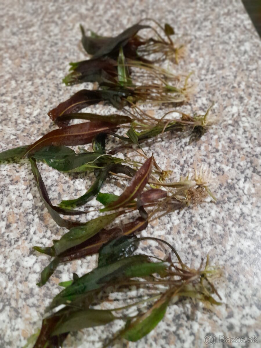 Rastlinky do akvária - 2