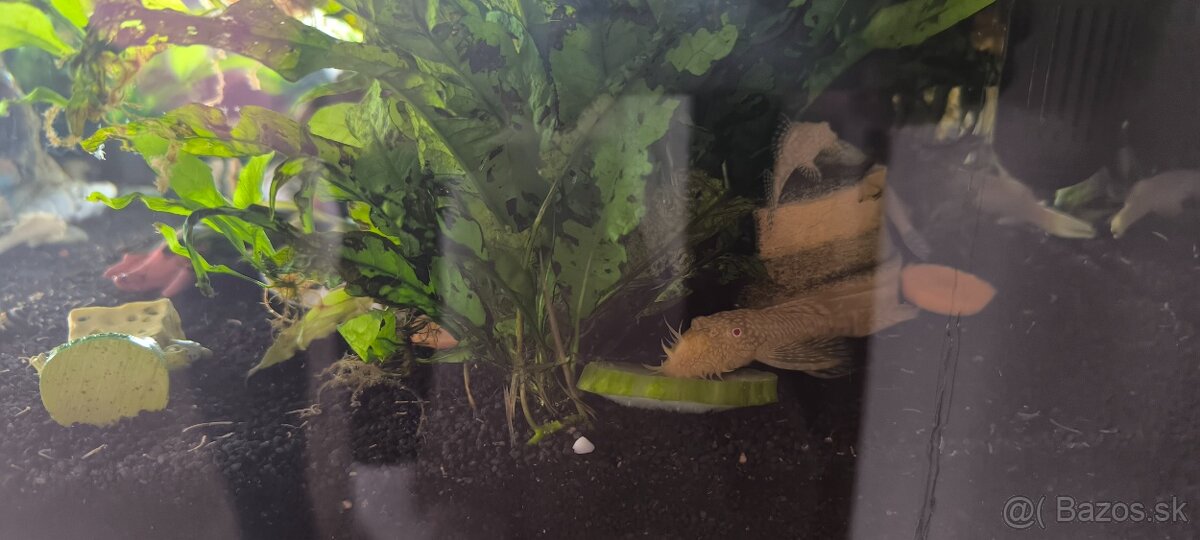 zlaté prísavníky - 2