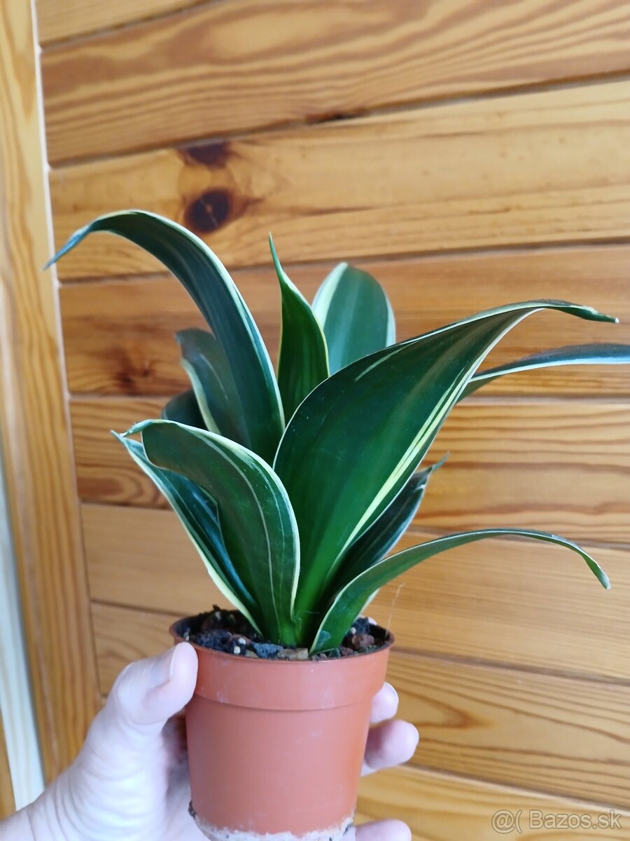 Sansevieria hahnii Glimmering Star - 2