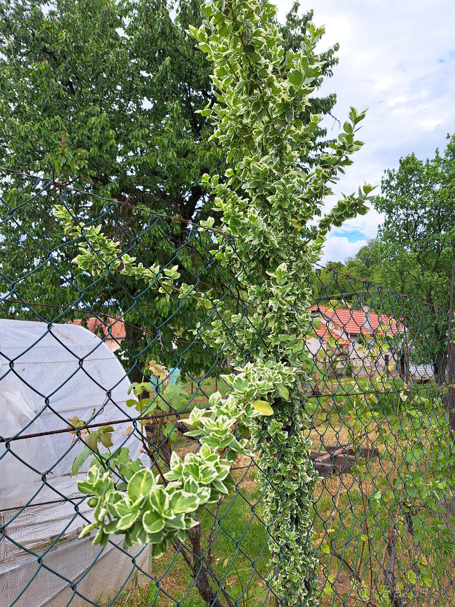 Bršlen - 2