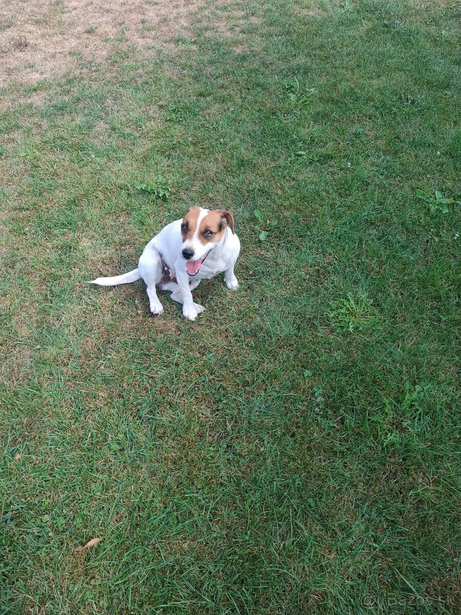 Jack russel terier - 2