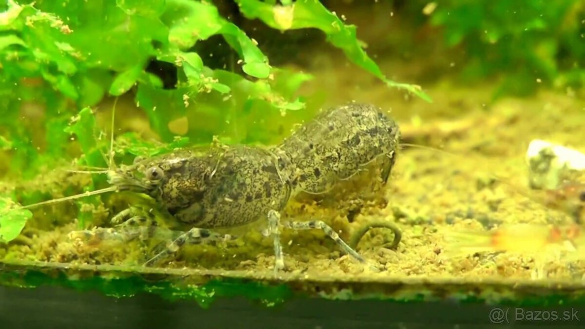 Diminutus mini ráčik - 2