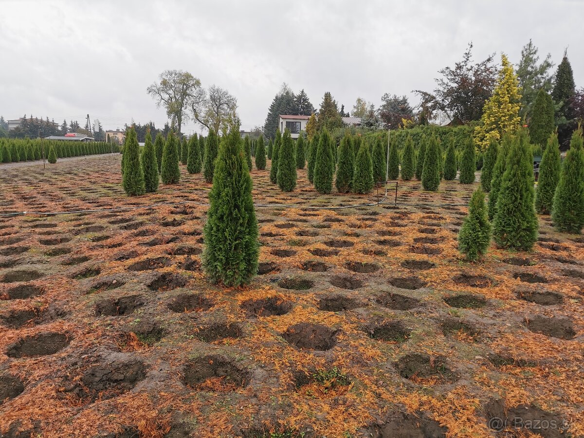Tuja smaragd dovoz 30€ po celej SR - 2