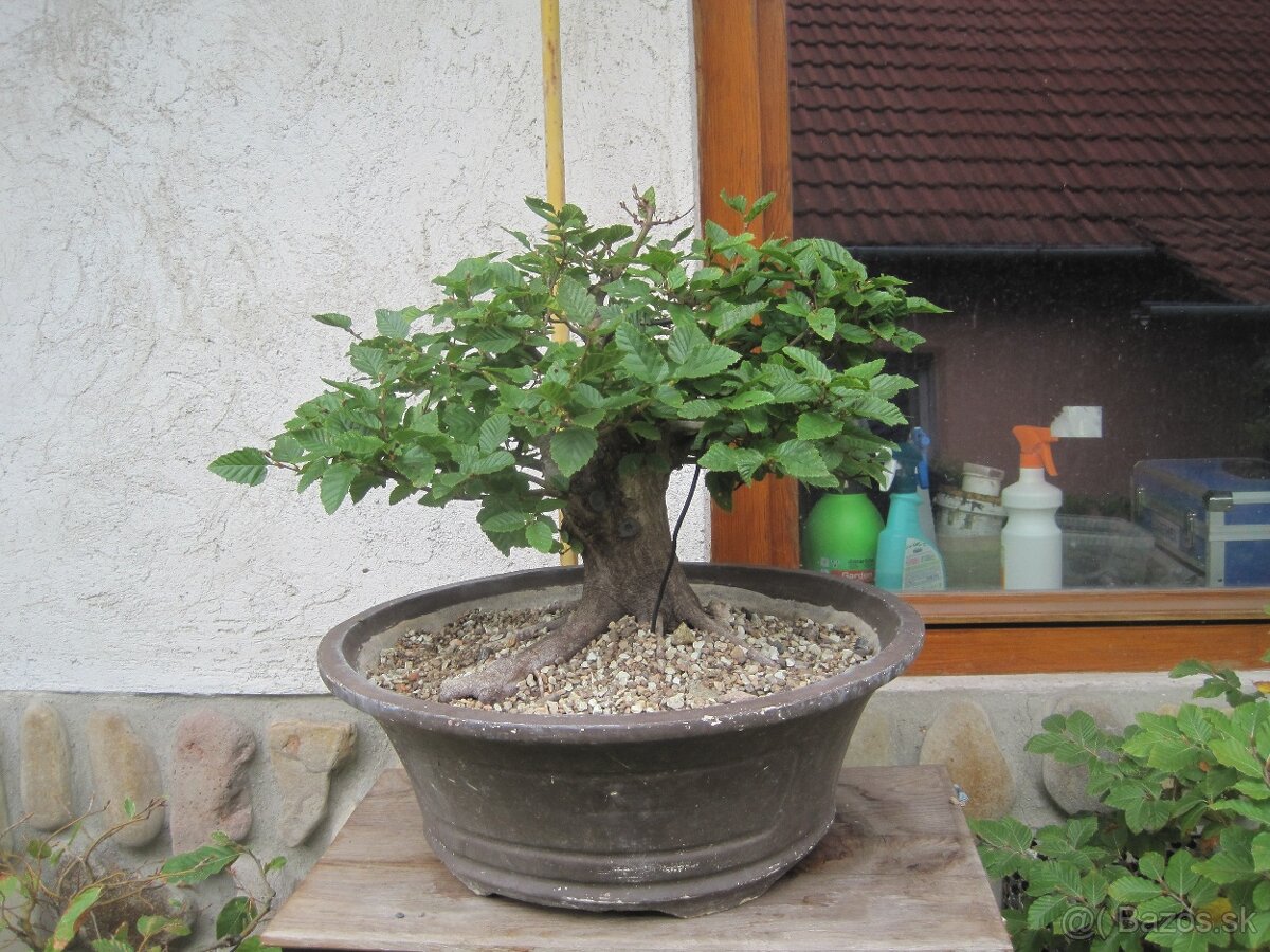 bonsai,bonsaj-DUB 6 - 2