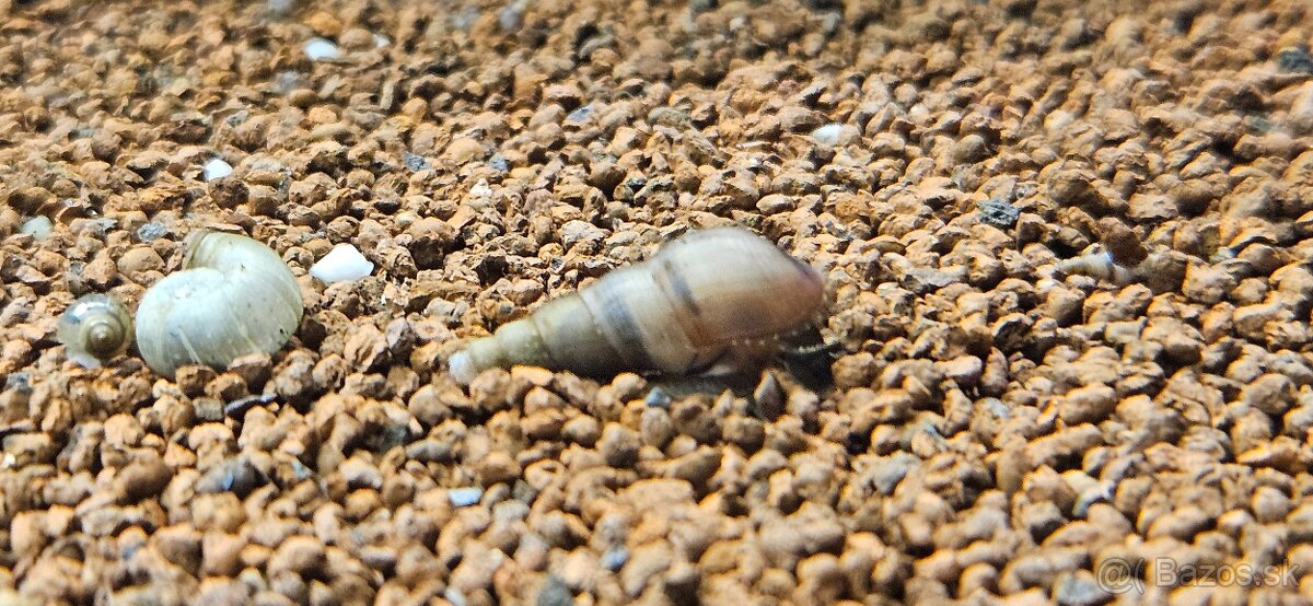 Vežovka malajská - 2