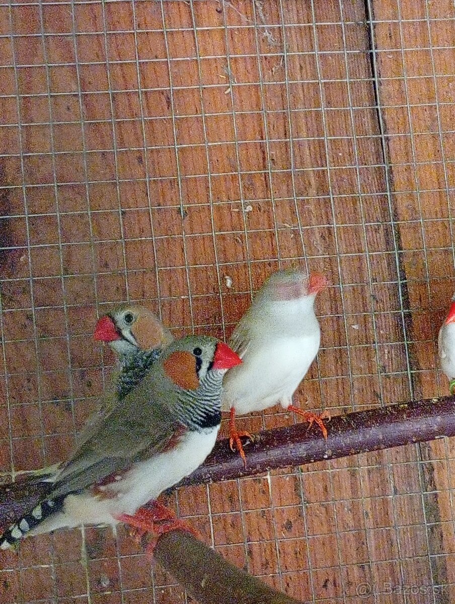 Predám zebričky - 2